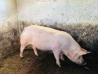 Продам свині, битою вагою: 100-120 кг
