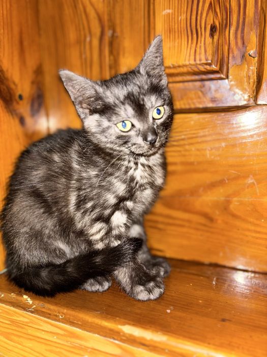 Віддам котика, дівчинка