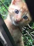 Oddamy dwa kotki do adopcji