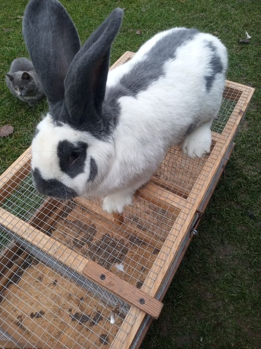 Olbrzym Srokacz Niebieski Samica/Samiec