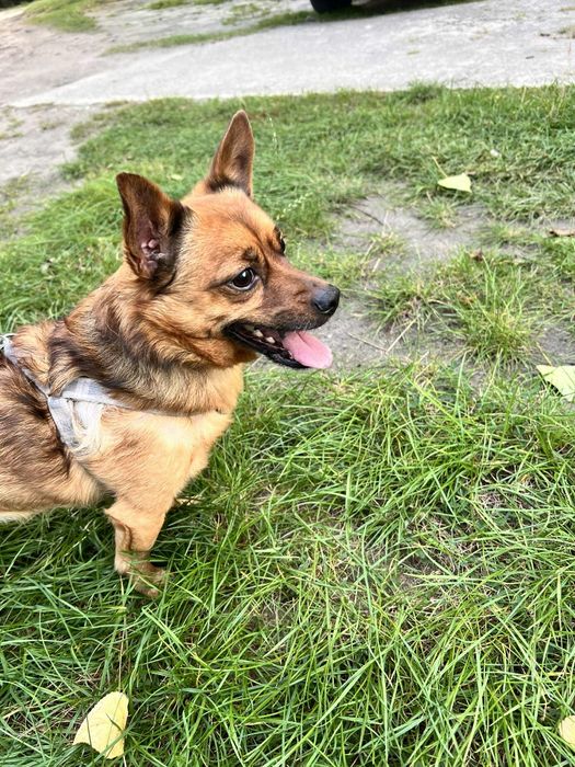 Oddam pieska!! Potrzebuje domu jak najszybciej