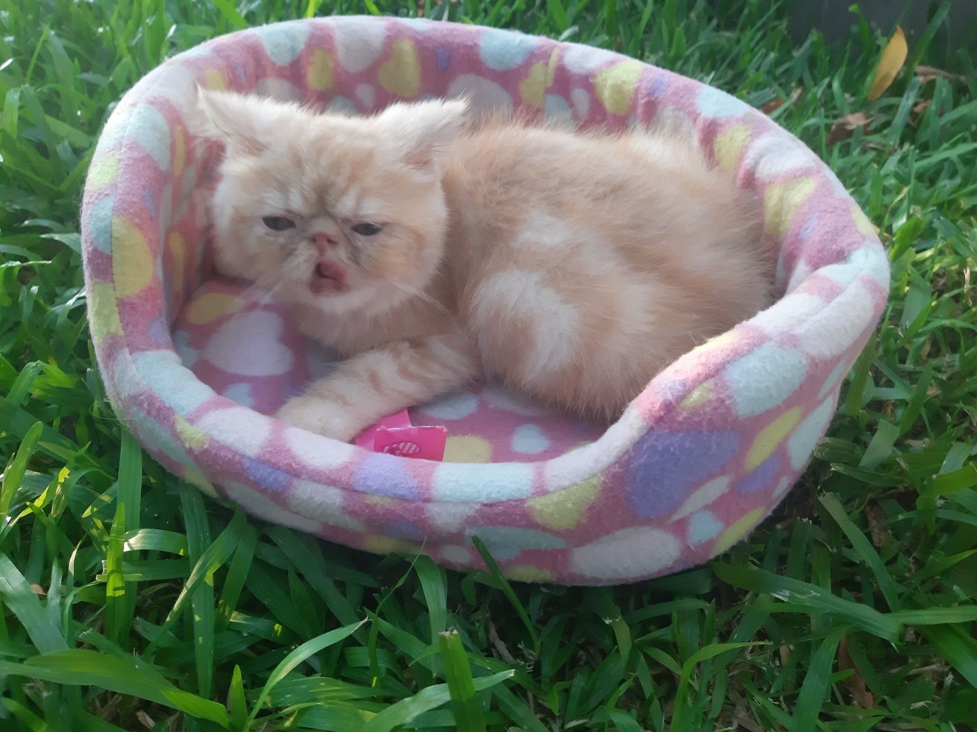 Gato persa red tabby