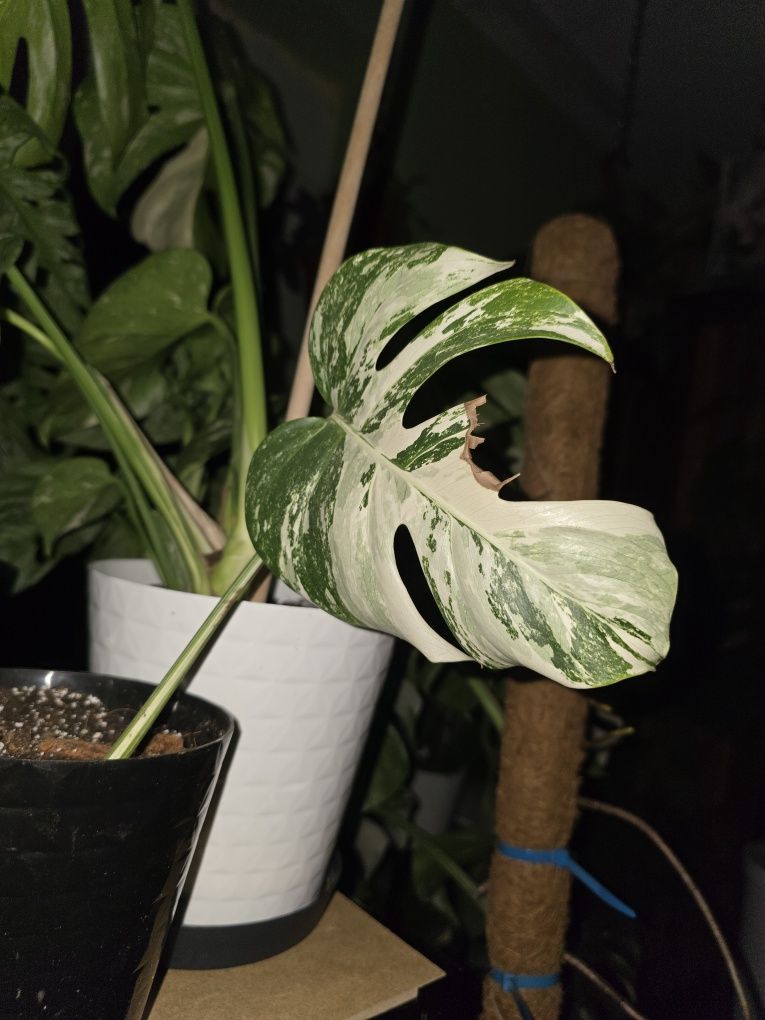 Monstera variegata