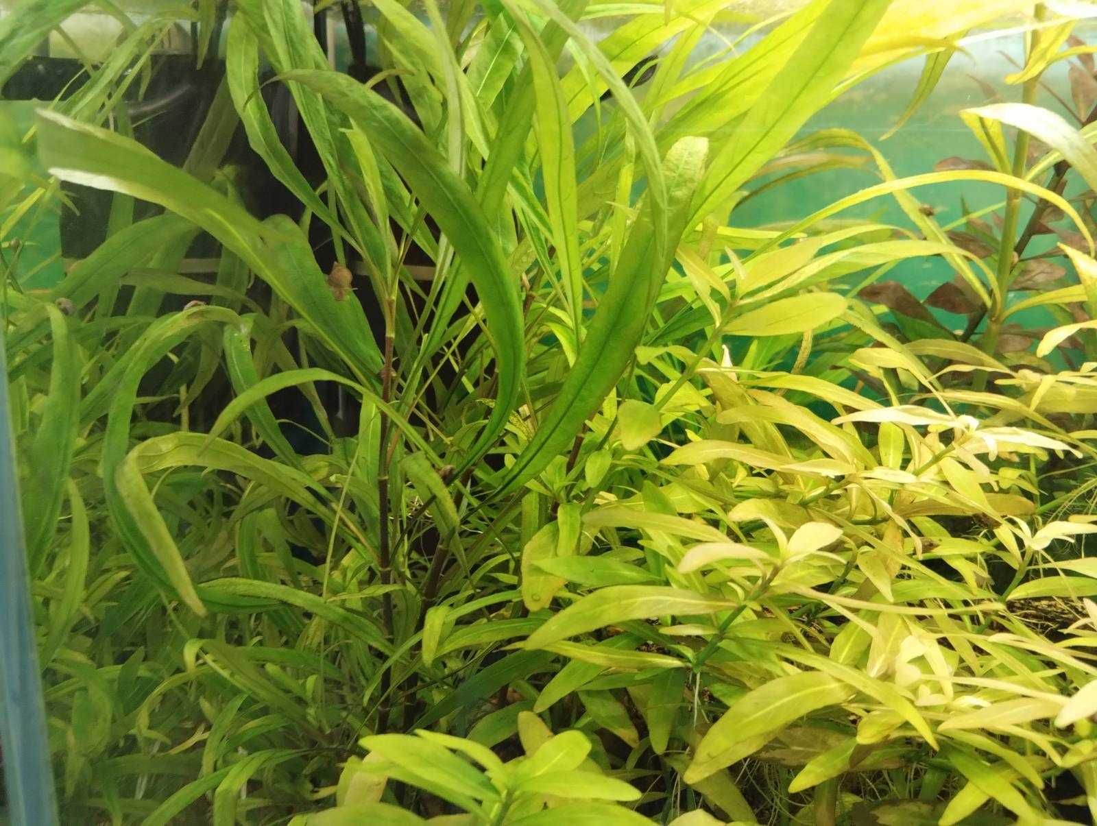 Hygrophila salicifolia, Ludwigia repens i Hygrophila polysperma.