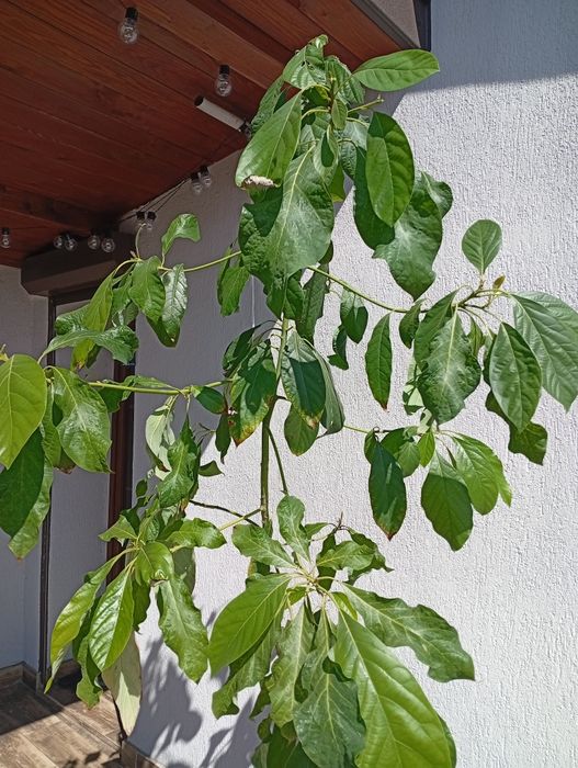 Awokado, roślina doniczkowa, duże drzewo avokado