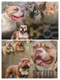 American bully reproduktor ABKC