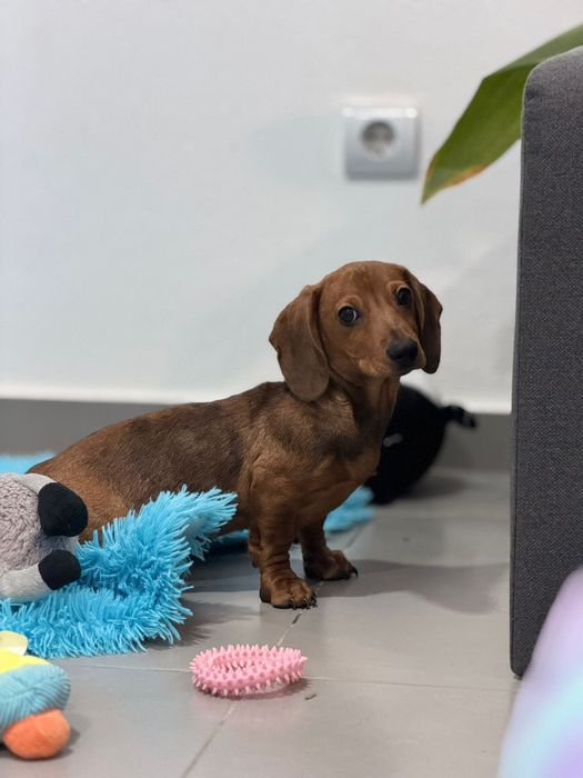 Teckel macho castanho