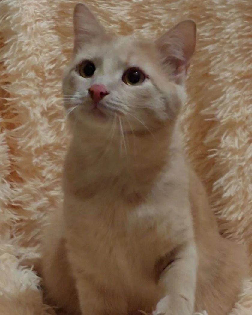 Отдам персикового котенка, мальчик 1 год, кастрирован, привит