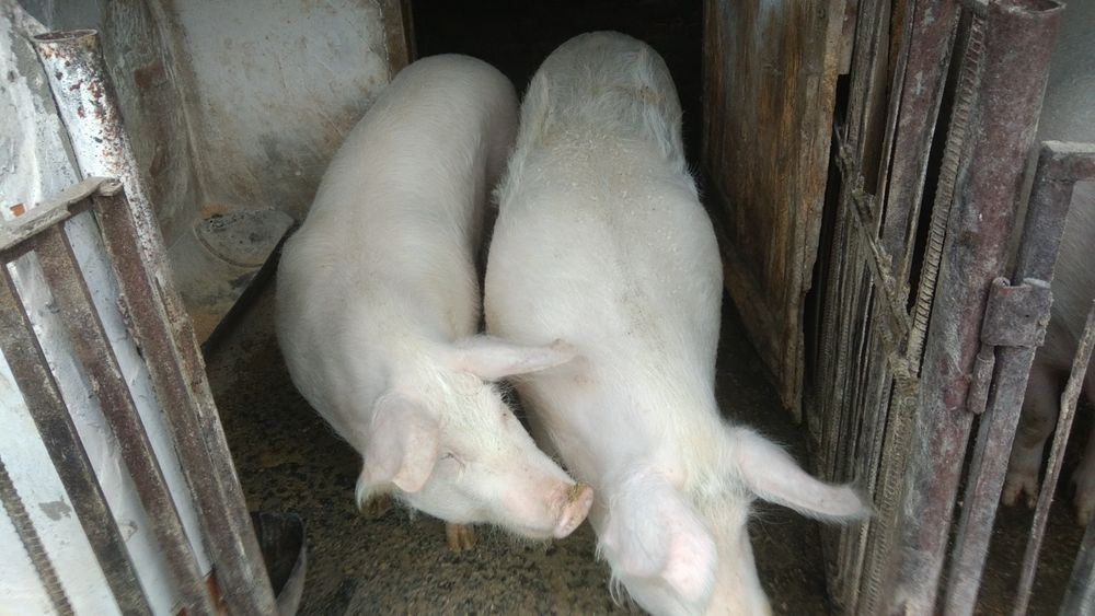 Продам свиню ваною 120кг