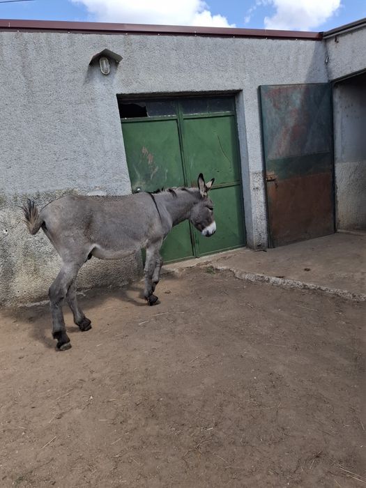 Burros para venda, animais muito bonitos