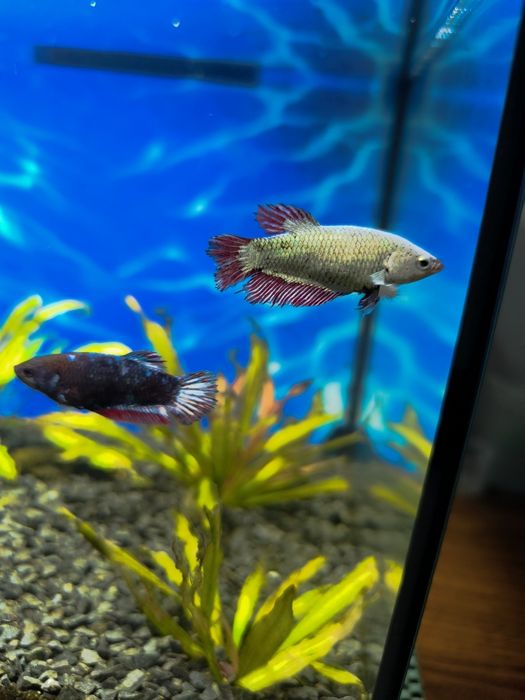 Sprzedam 3 samiczki bojownika