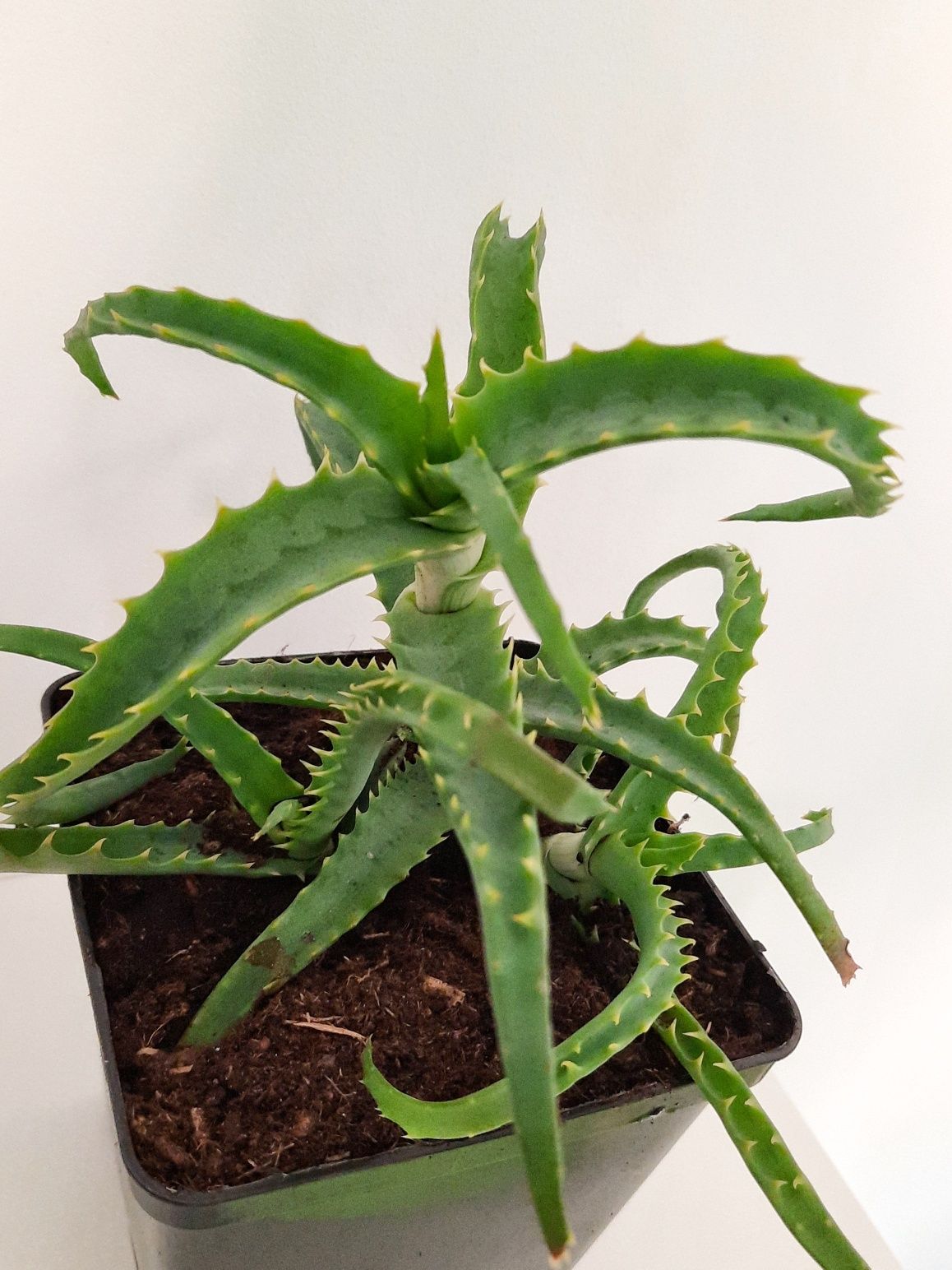 Aloes drzewiasty