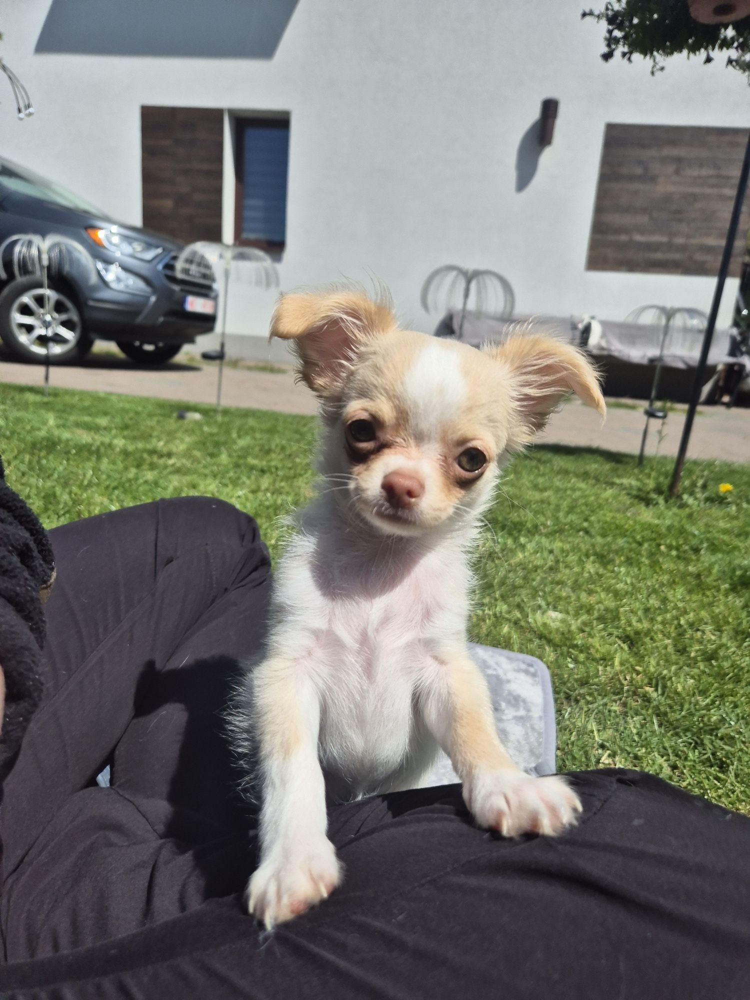 *** Chihuahua piesek gotowy do odbioru  mini 1.6kg xxs***