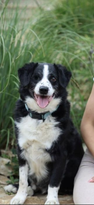 Miły towarzyski kawaler do adopcji