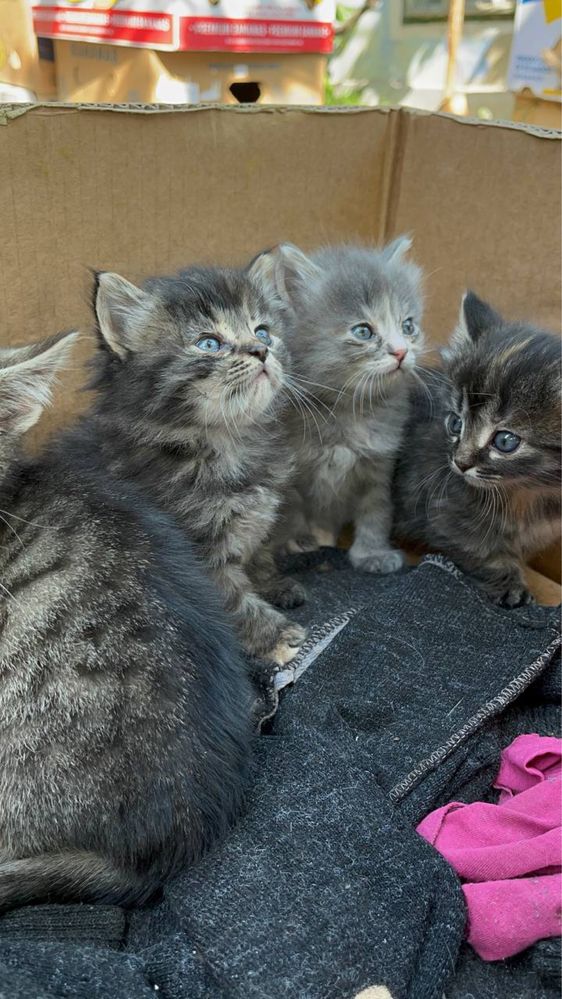 Котенок девочка 1 месяц