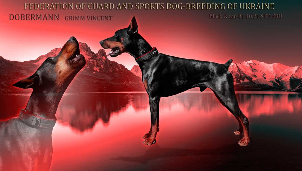 Доберман Вязка Рабочка