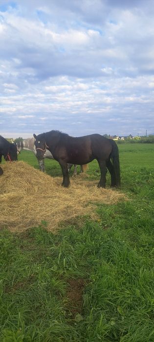 Klacz sztumska źrebna
