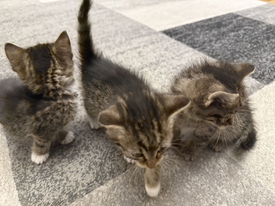 Do adopcji: słodkie kocięta szukają kochających domów