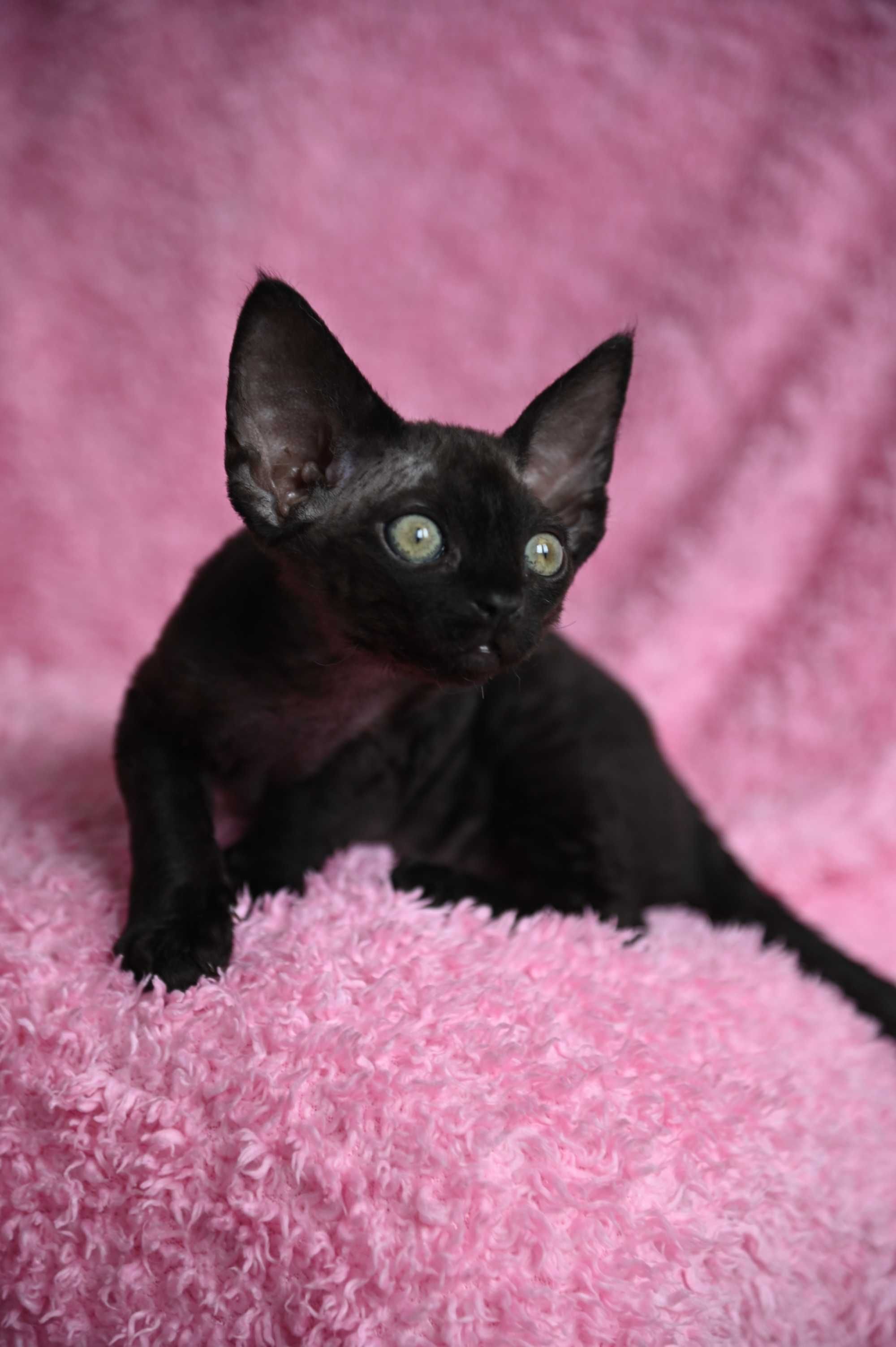Bianka koteczka Devon Rex