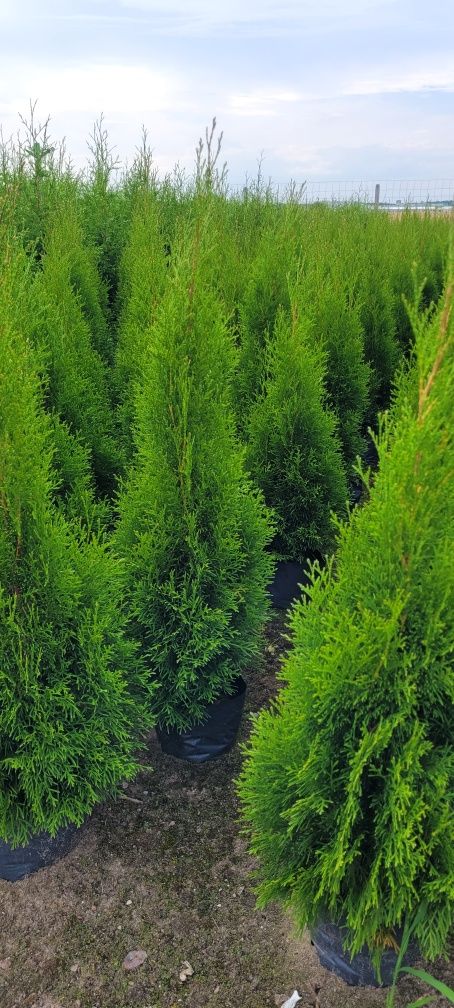 Tuja Smaragd 140 cm thuje 80 thuja 60 szmaragd 120 Gorzów wielkopolski