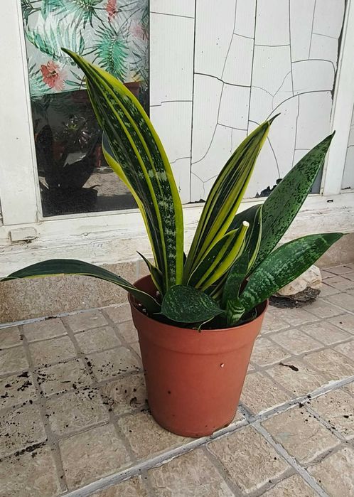 Planta sansevieria / espada de S. Jorge e Sta. Bárbara