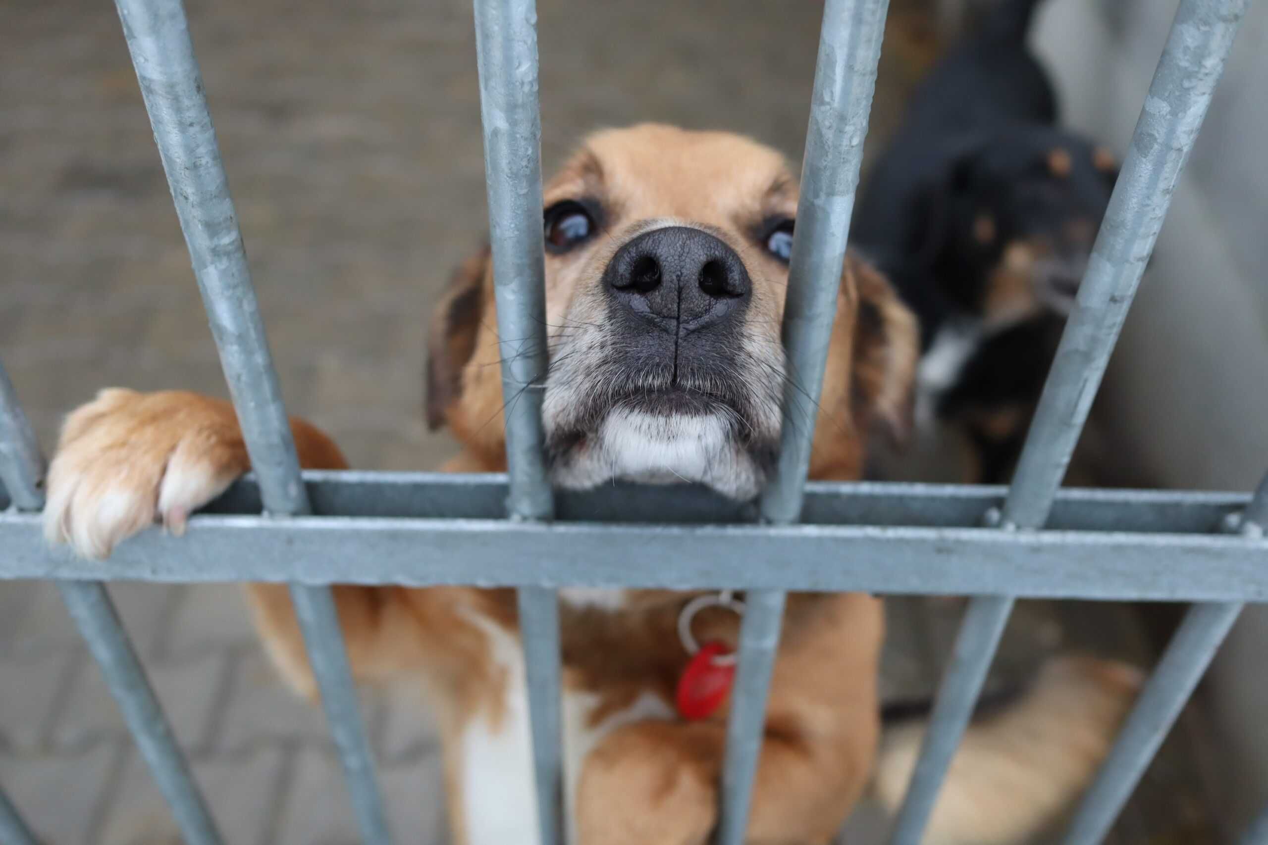 Max - wrócił po wielu latach z adopcji do schroniska..