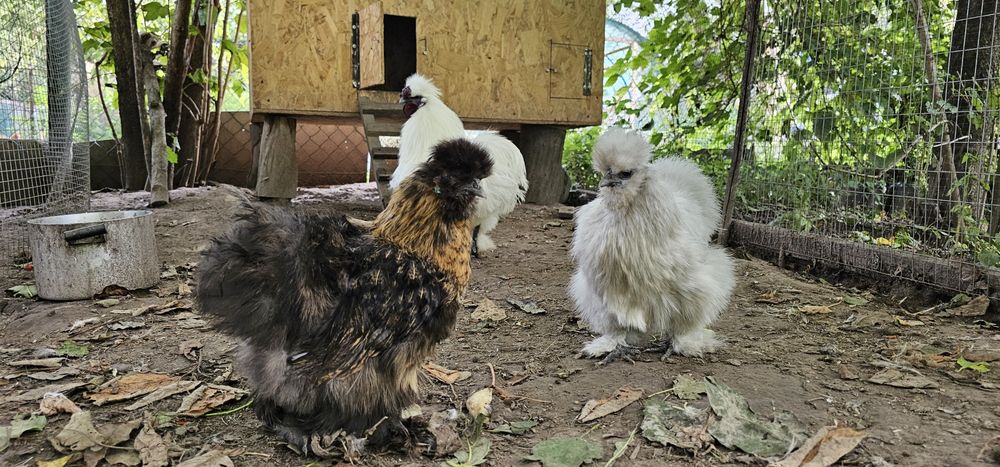 Шовкові кури сім'я, китайські пухові кури