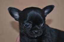 Chihuahua śliczna sunia