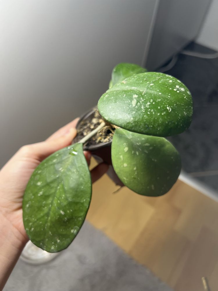 Hoja hoya obowata silver splash