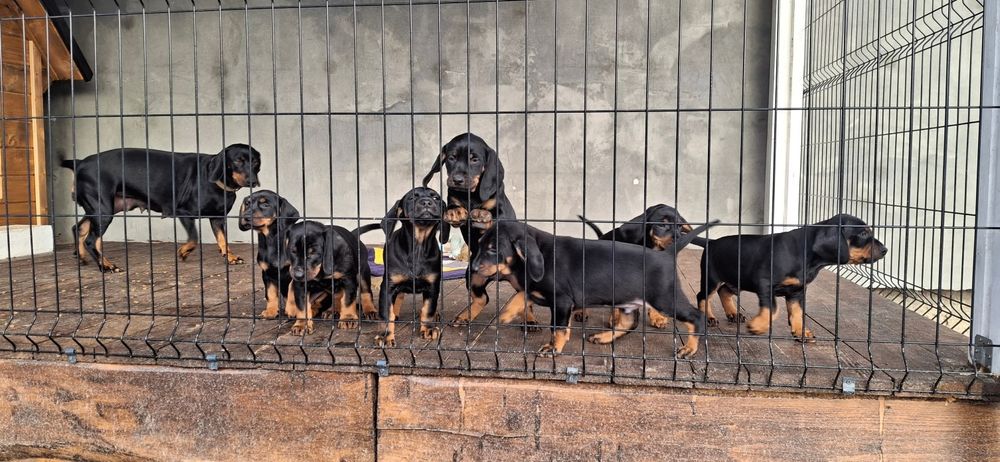 Szczeniak gończy słowacki