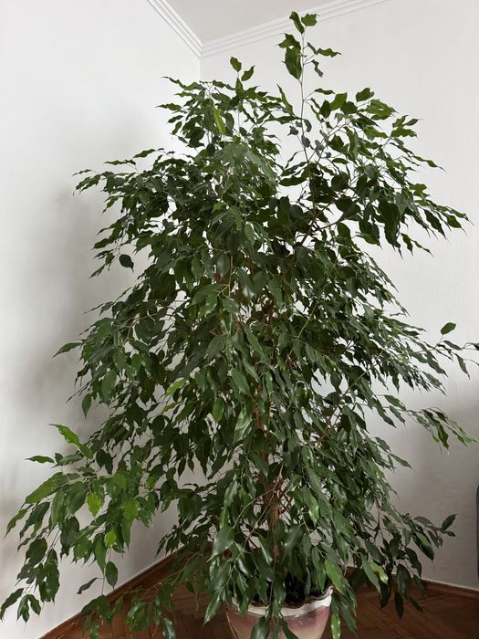 Продається квітка «Фікус»