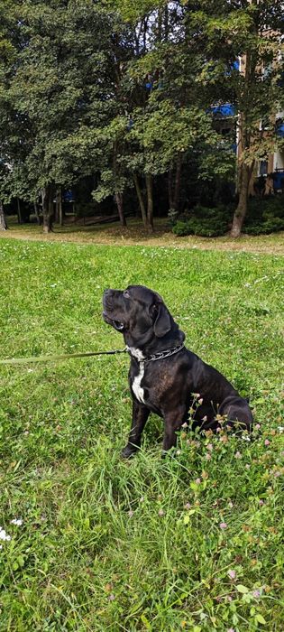 Oddam psa Cane Corso