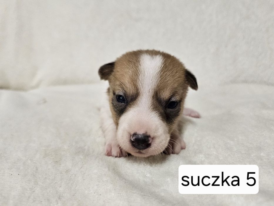 Suczka Jack Russell Terrier