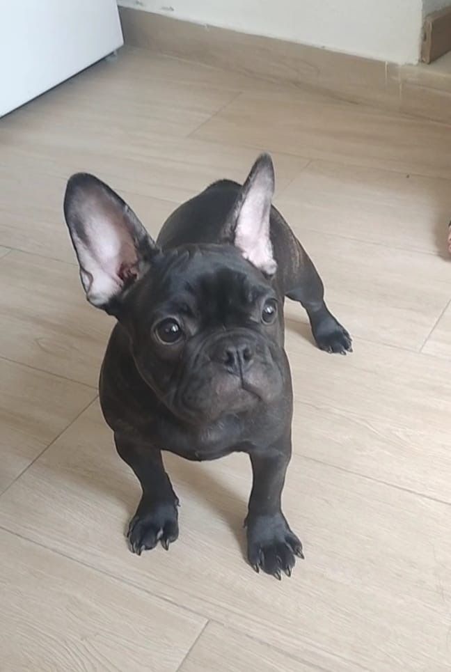 Bulldog francês  femea.