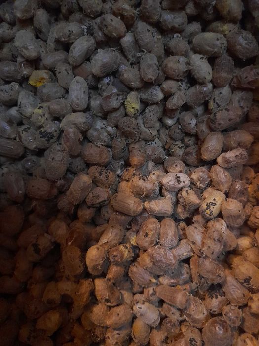 Pszczoła Murarka ROGATA - kokony, trzcina, ule