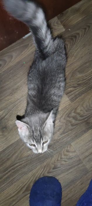 Котенок- девочка 3-4 месяца в хорошие руки