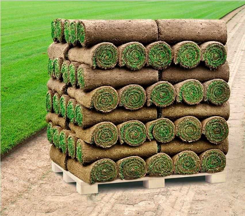 Trawa w rolce trawnik z rolki producent