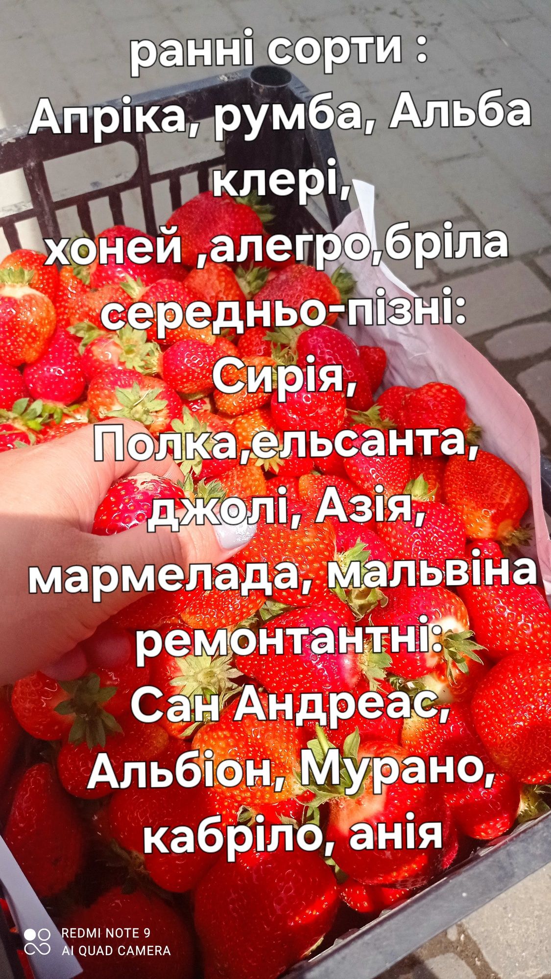 Продам саджанці полуниці, суниці, клубніки, касетна розсада