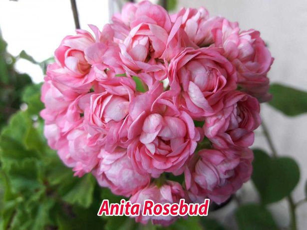 Розебудні пеларгонії: Anita, Apple Blossom, Bornholm, Gertrude та ін..