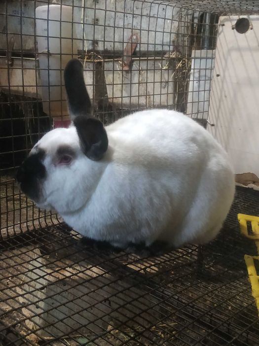 Продам кролі.   Каліфорнія