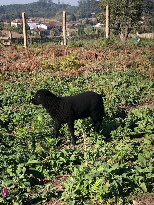 Ovelha- borrego criado em liberdade