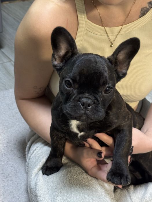 Продам щенка французького бульдога