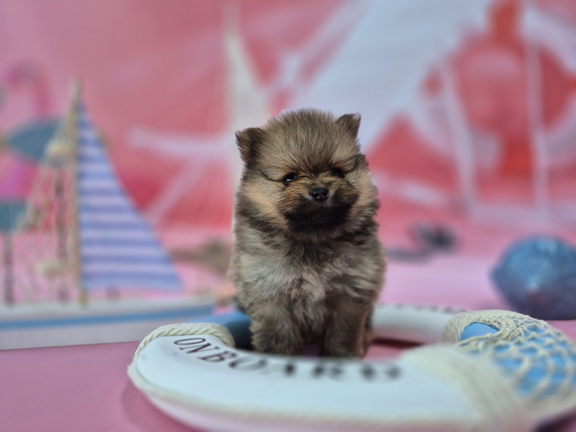 chłopiec szpic miniaturowy pomeranian