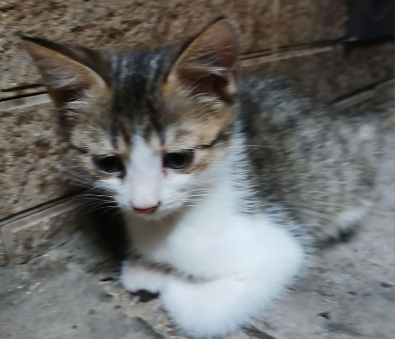 Отдам котенка от веслоухой кошки