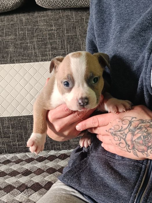 American bully pocket suczka