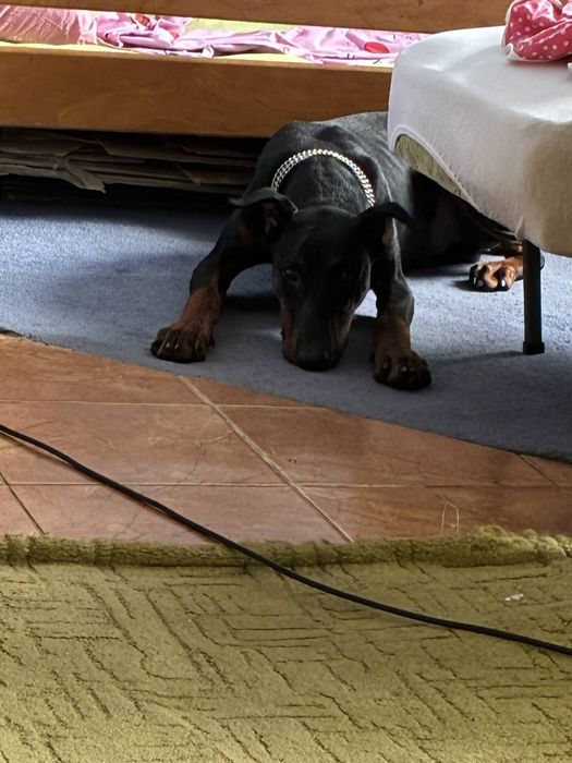 Доберман крупний