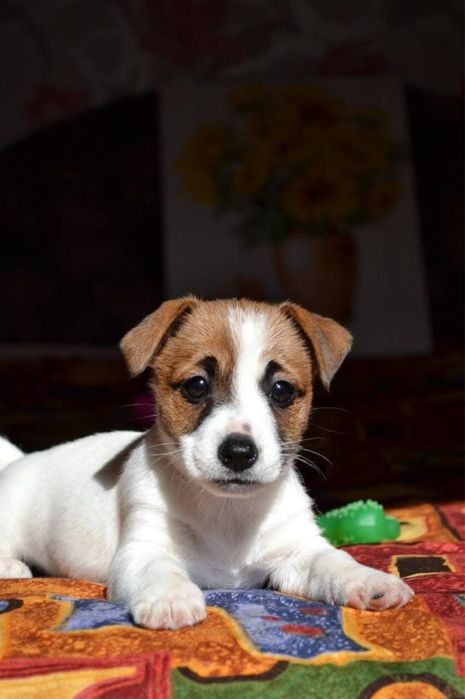 Джек Рассел КСУ