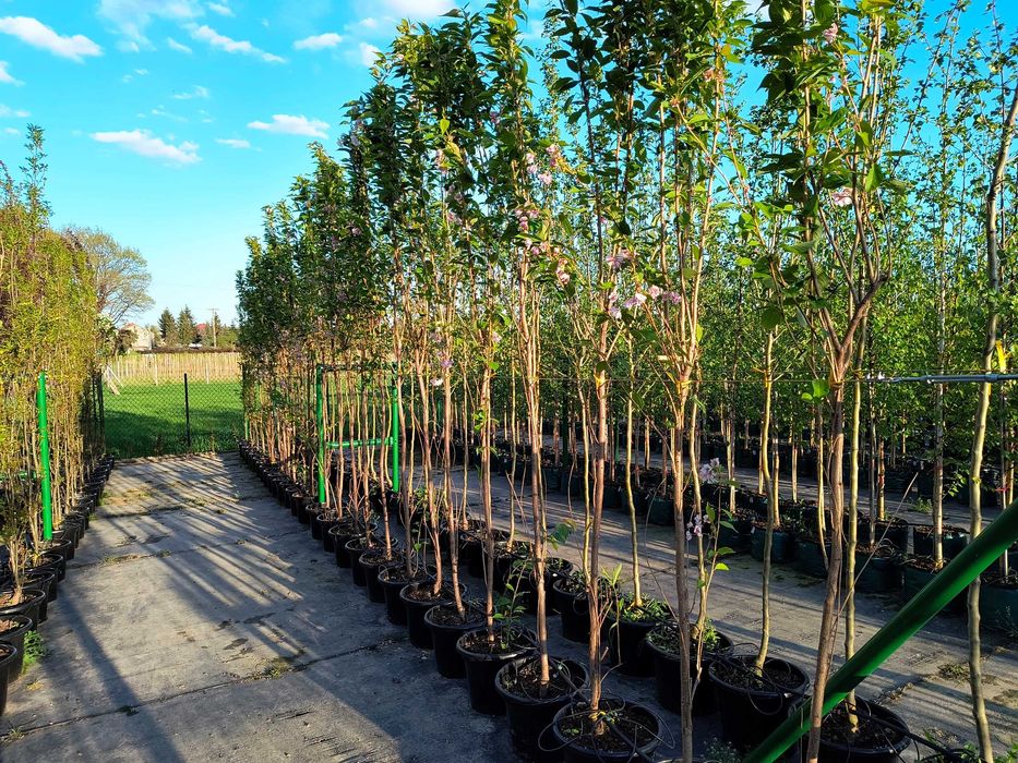 Drzewa Alejowe i Ozdobne. Amonagawa,Platan,Klon,Lipa. KAZUBOWSKI plant