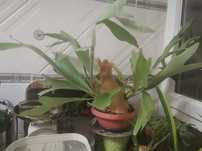 Planta Platycerium grande