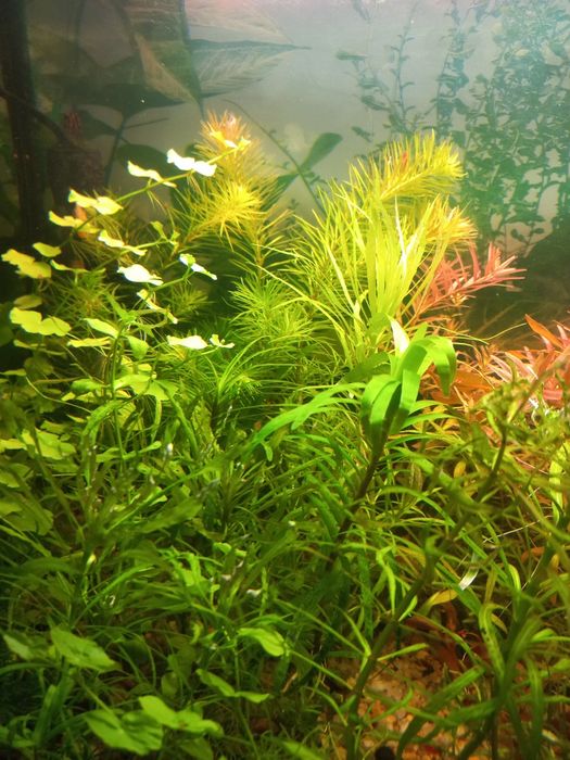 Аквариумные растения